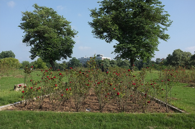 Chandigarh Rose Garden