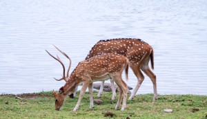 Deers at Padam Talao