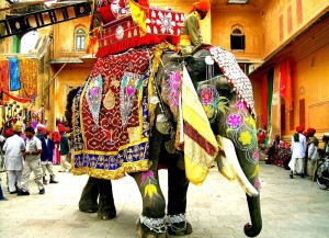 Elephant Festival