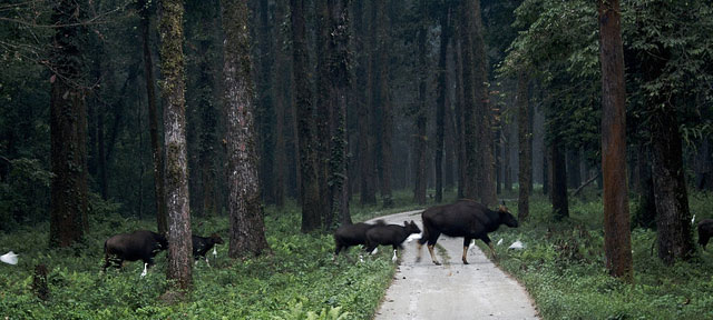 Gorumara National Park Gorumara National Park