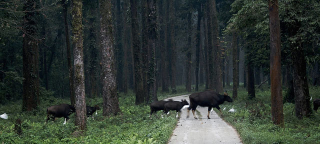 Gorumara National Park