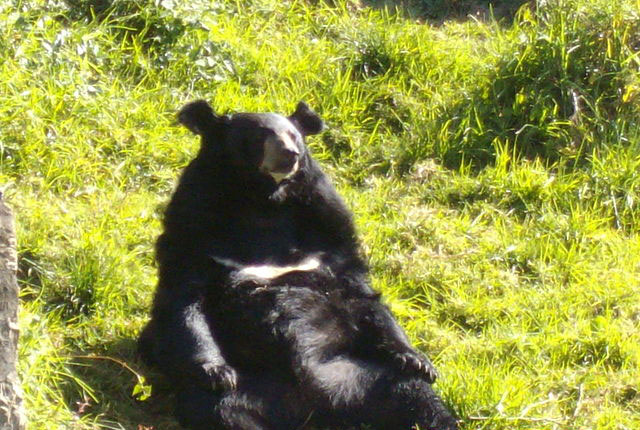High Altitude Zoo High Altitude Zoo