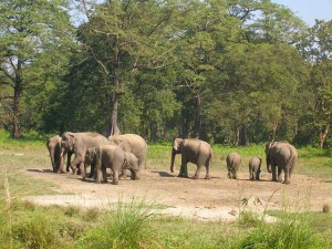 Jaldapara Wildlife Sanctuary