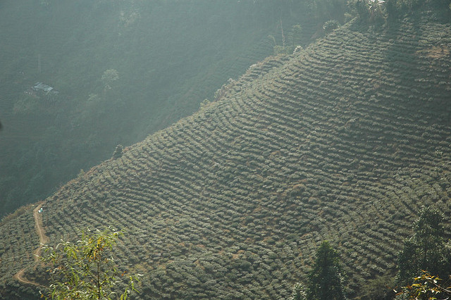 Makaibari Tea Estate